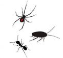 GENERAL PEST TREATMENTS